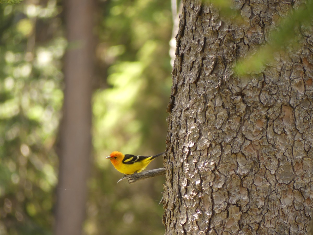 Western Tanager - ML638738879