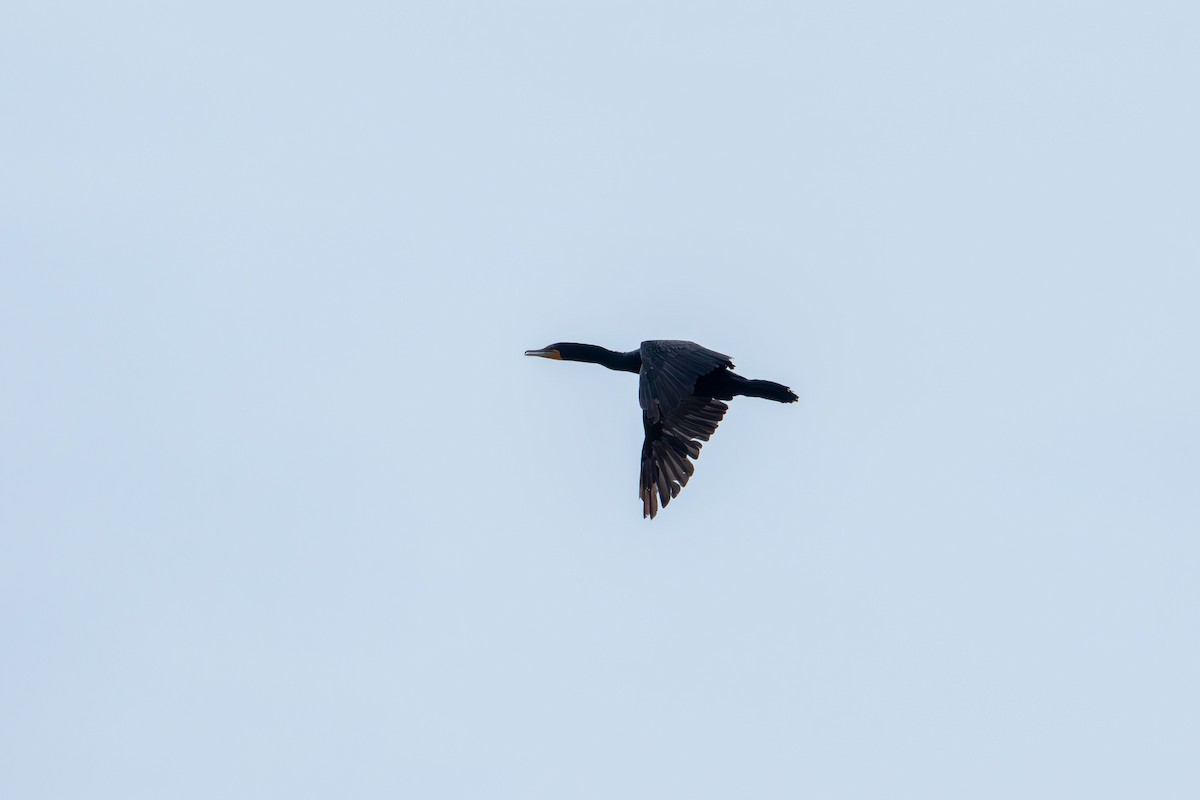 Double-crested Cormorant - ML638738883