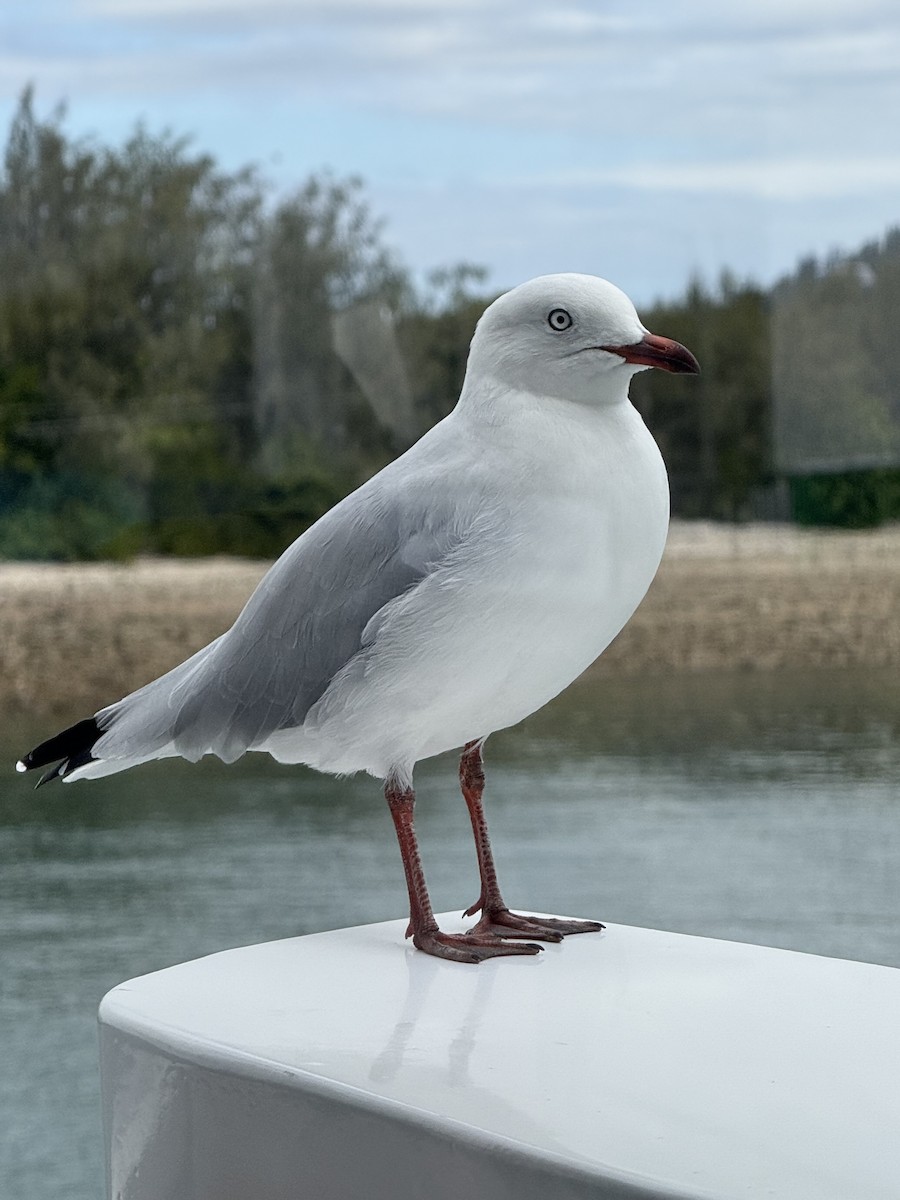 Silver Gull - ML638738884