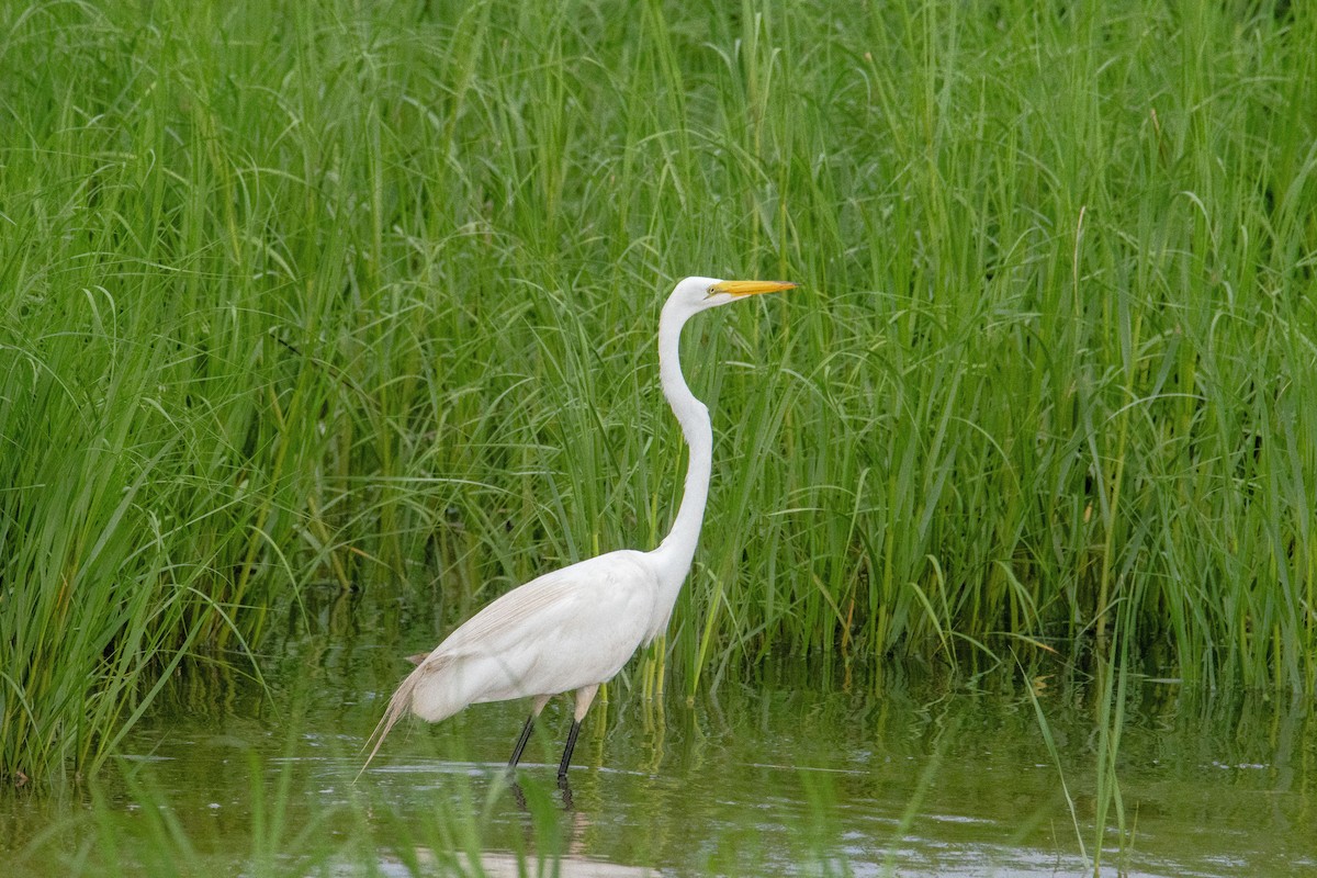 Great Egret - ML638738885