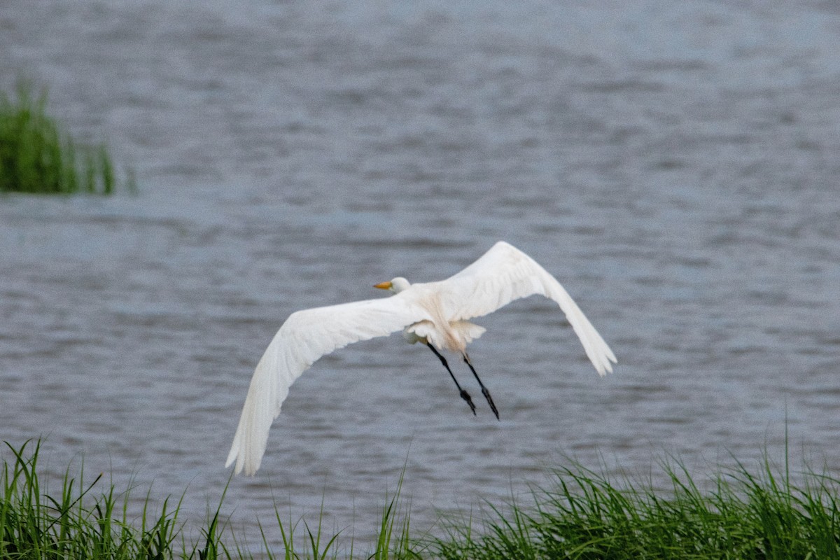 Great Egret - ML638738892