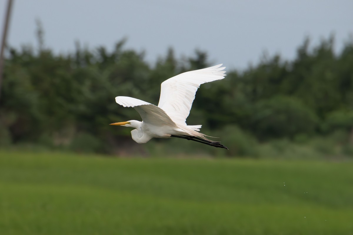 Great Egret - ML638738896