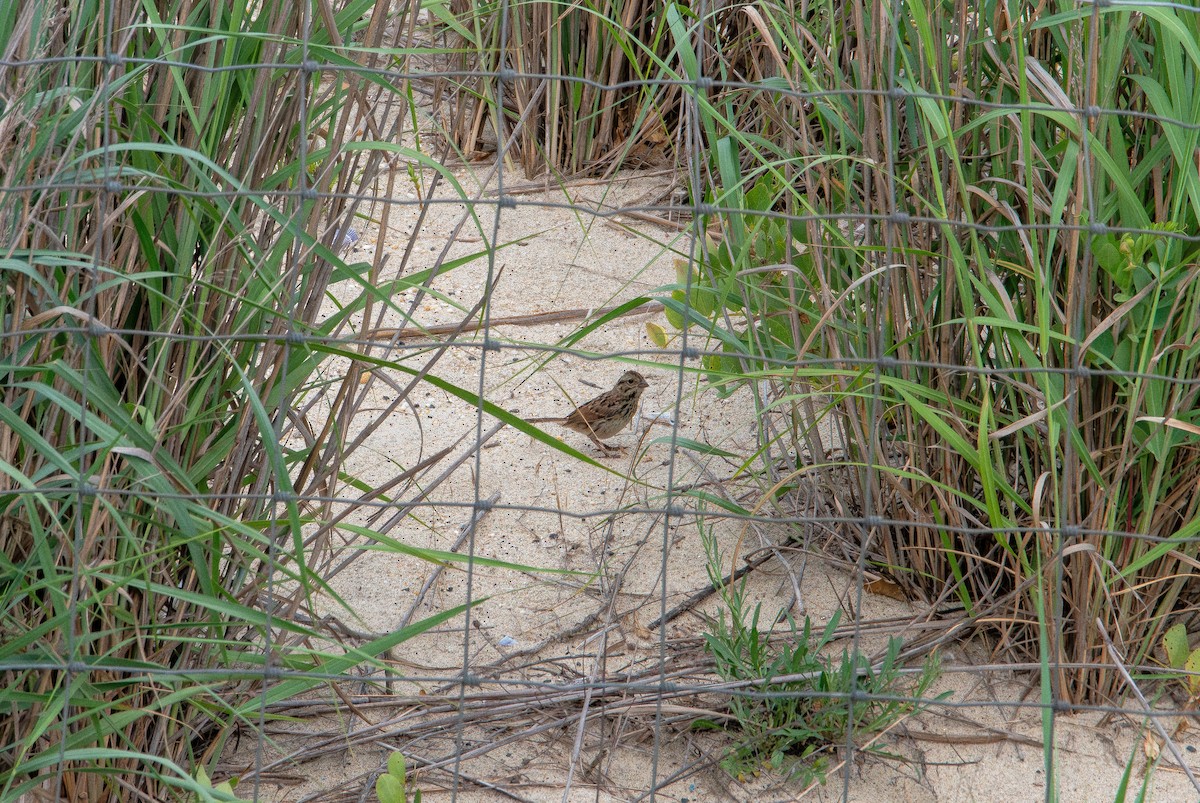 Marsh Wren - ML638738901