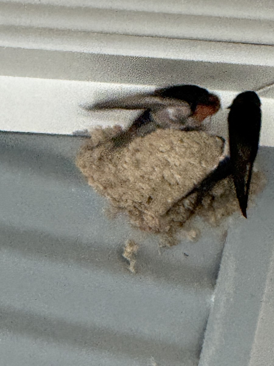 Welcome Swallow - ML638738902