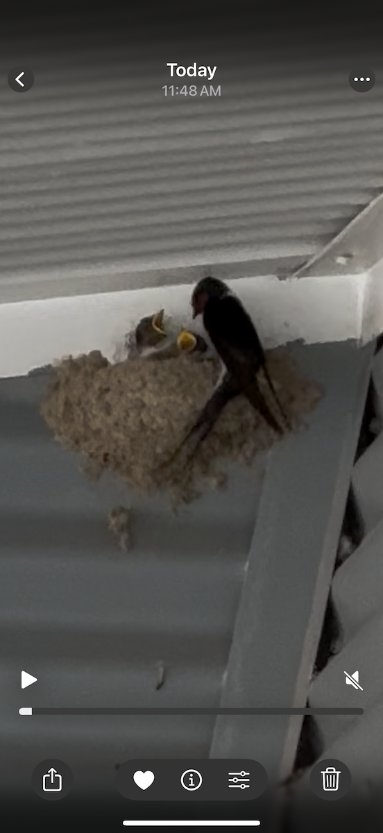 Welcome Swallow - ML638738903
