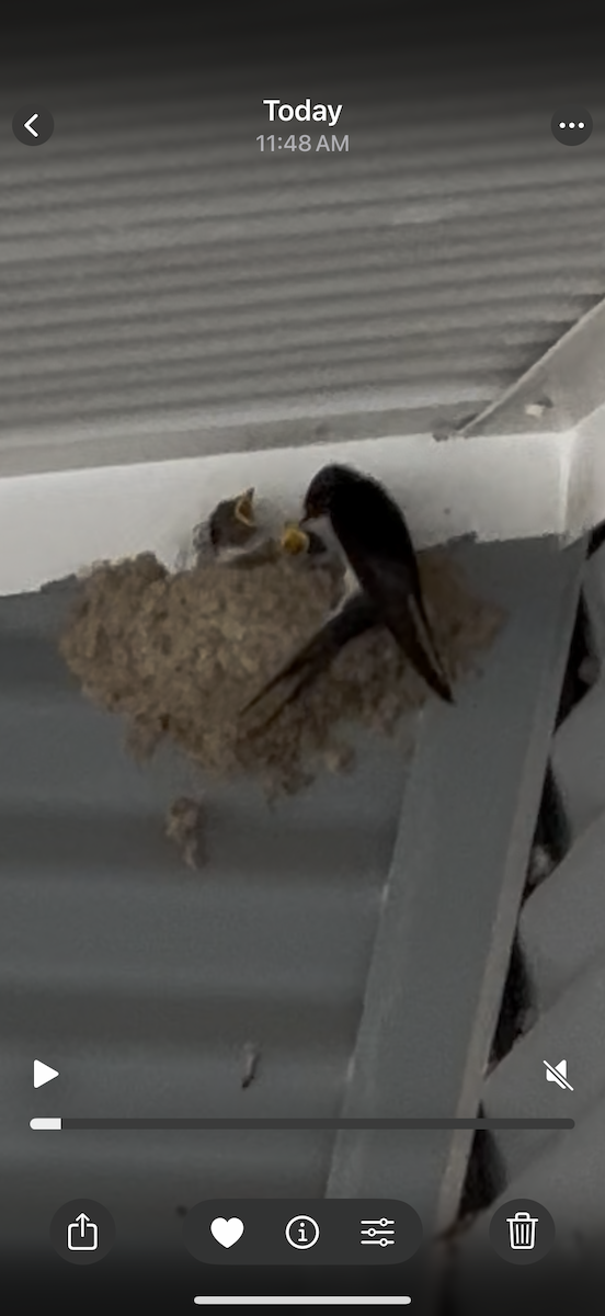Welcome Swallow - ML638738904