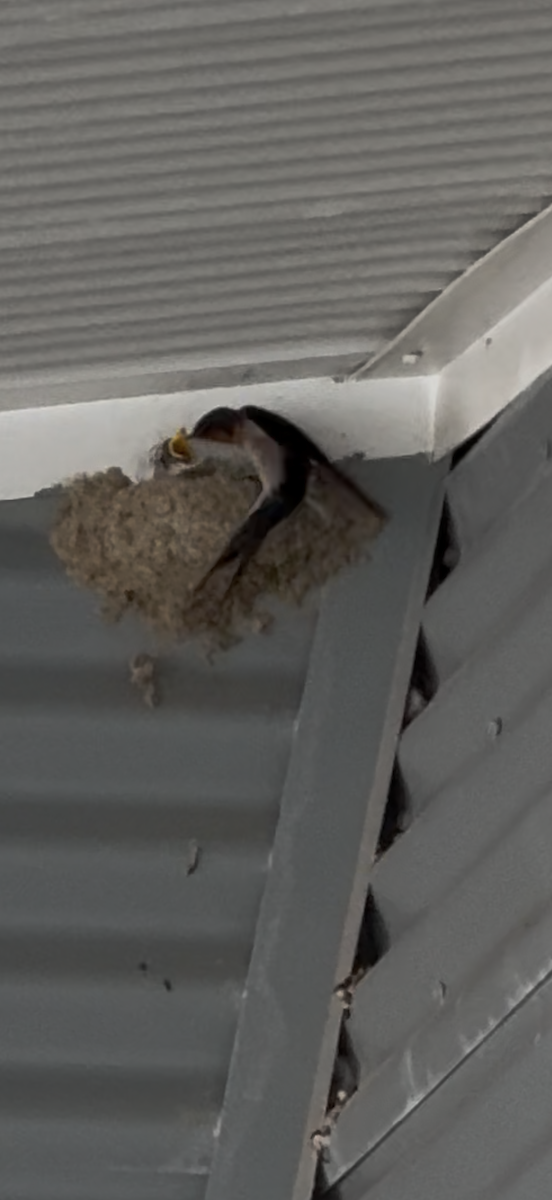 Welcome Swallow - ML638738905