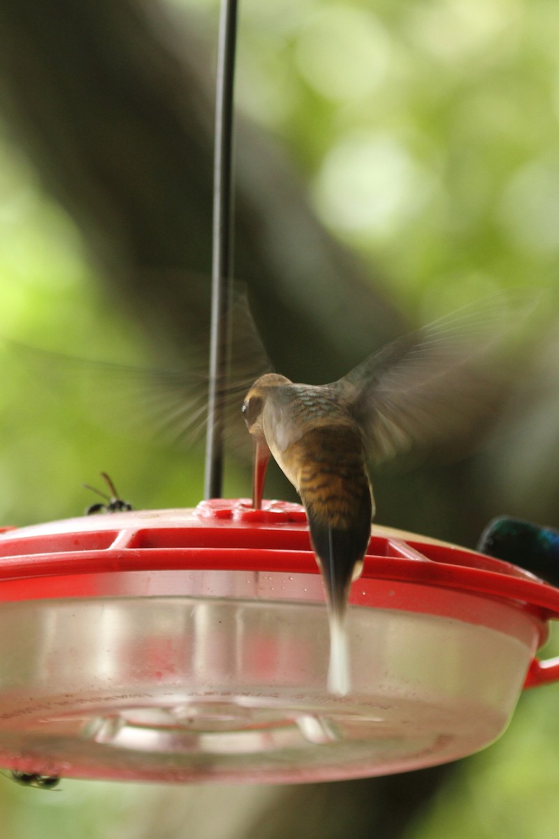 Long-billed Hermit - ML638738907