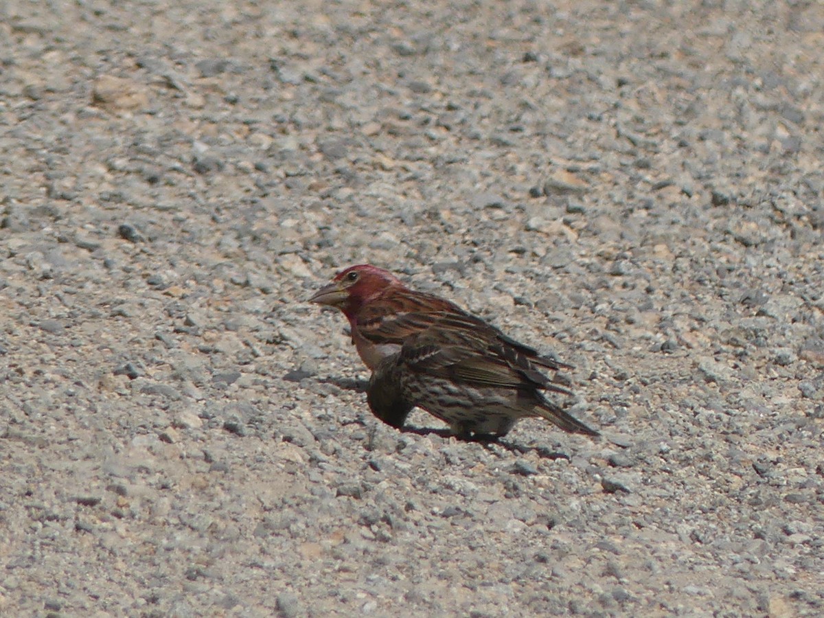 Cassin's Finch - ML638738917