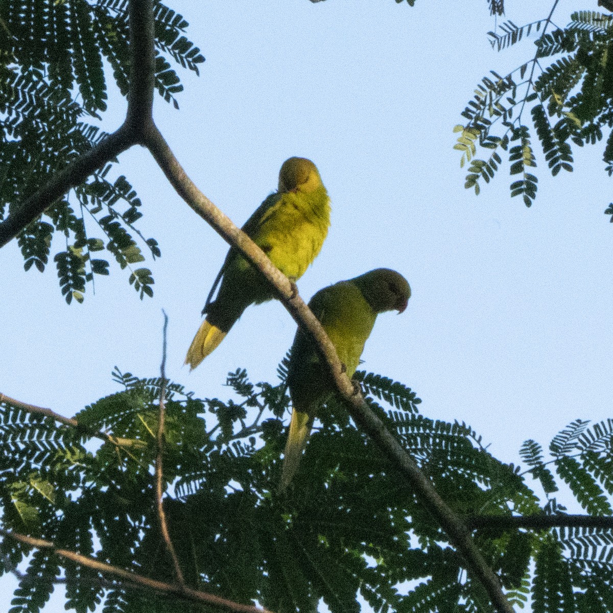 Olive-headed Lorikeet - ML638738935
