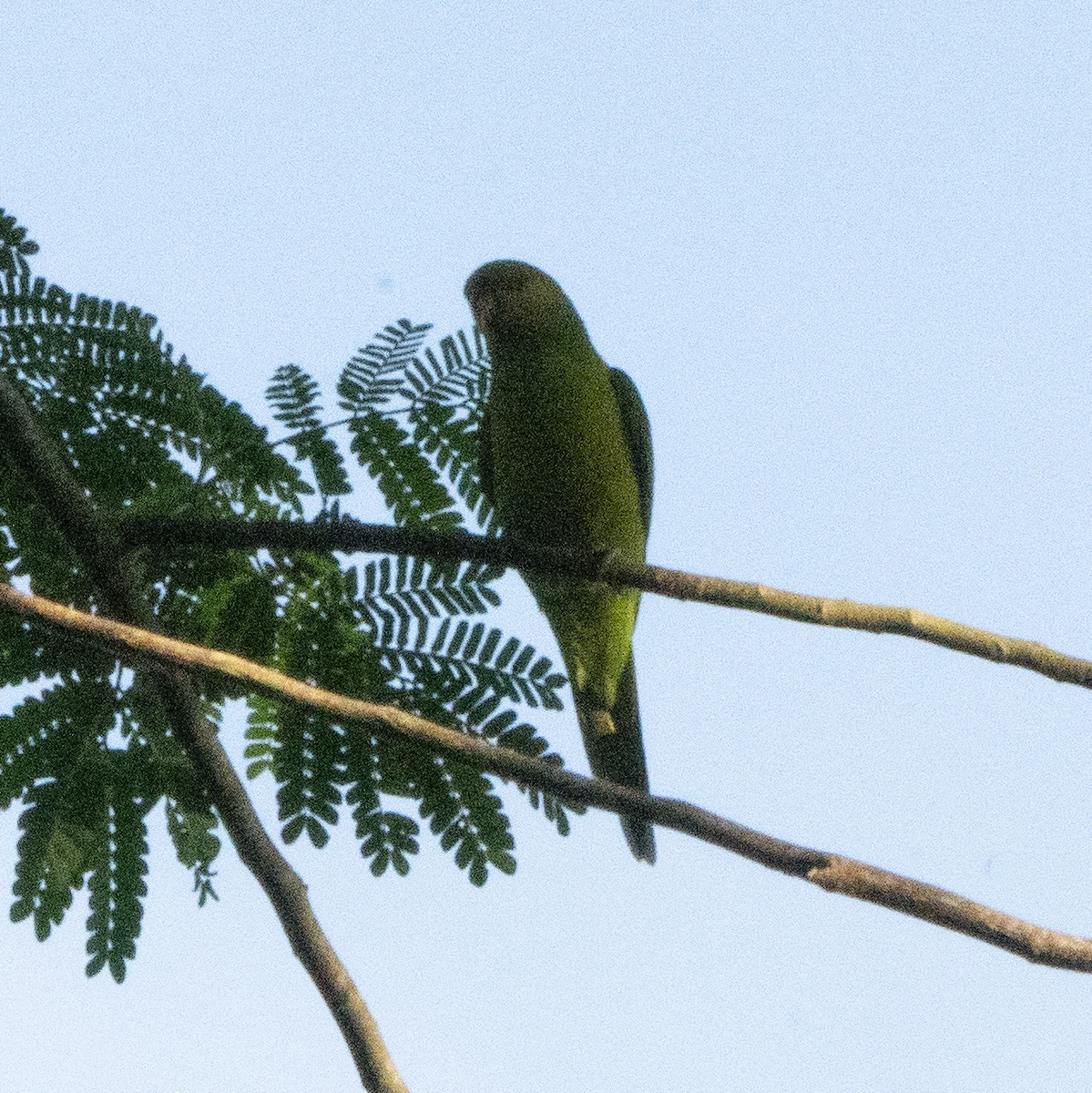 Olive-headed Lorikeet - ML638738936