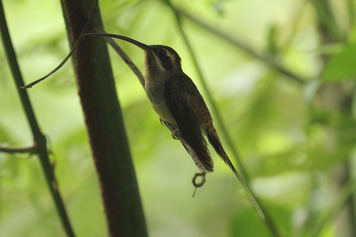 Long-billed Hermit - ML638738957