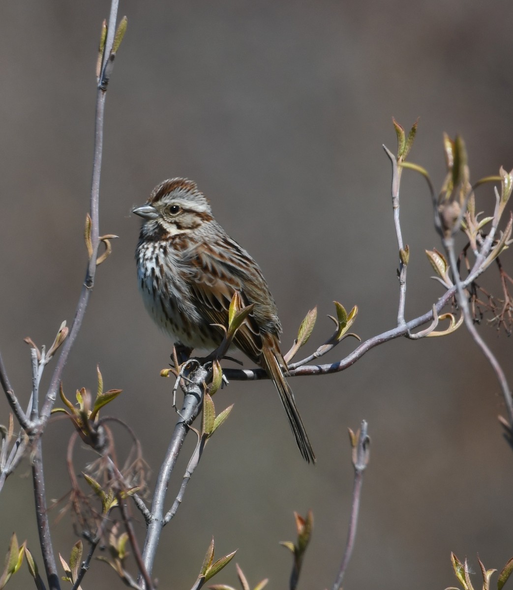 Song Sparrow - ML638738981
