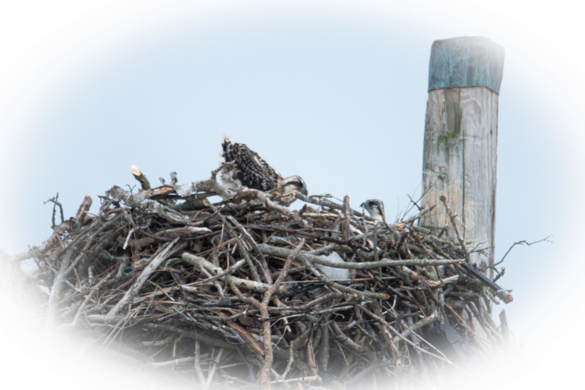 Osprey - ML638739020