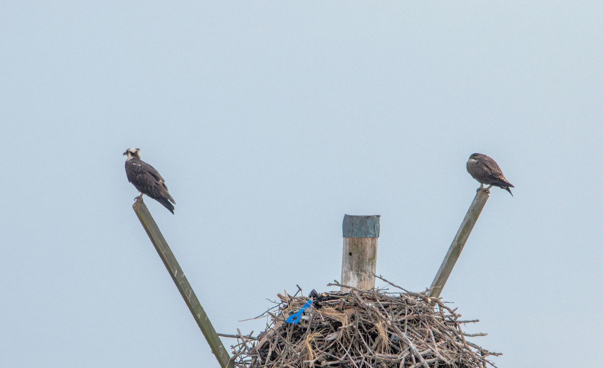 Osprey - ML638739021