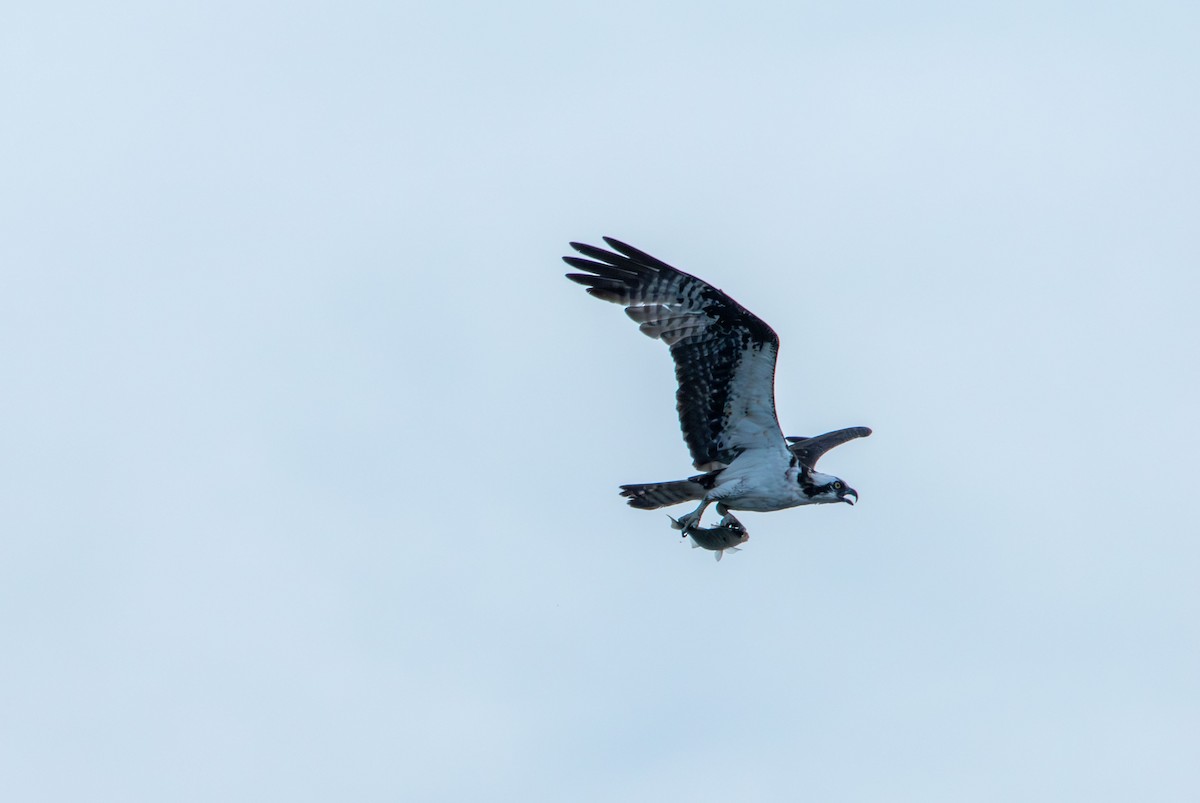 Osprey - ML638739025