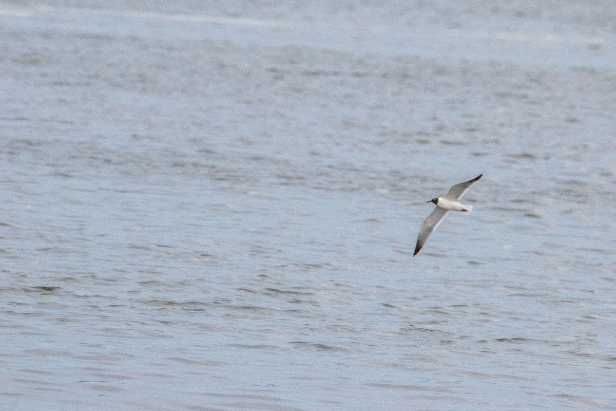 Laughing Gull - ML638739037