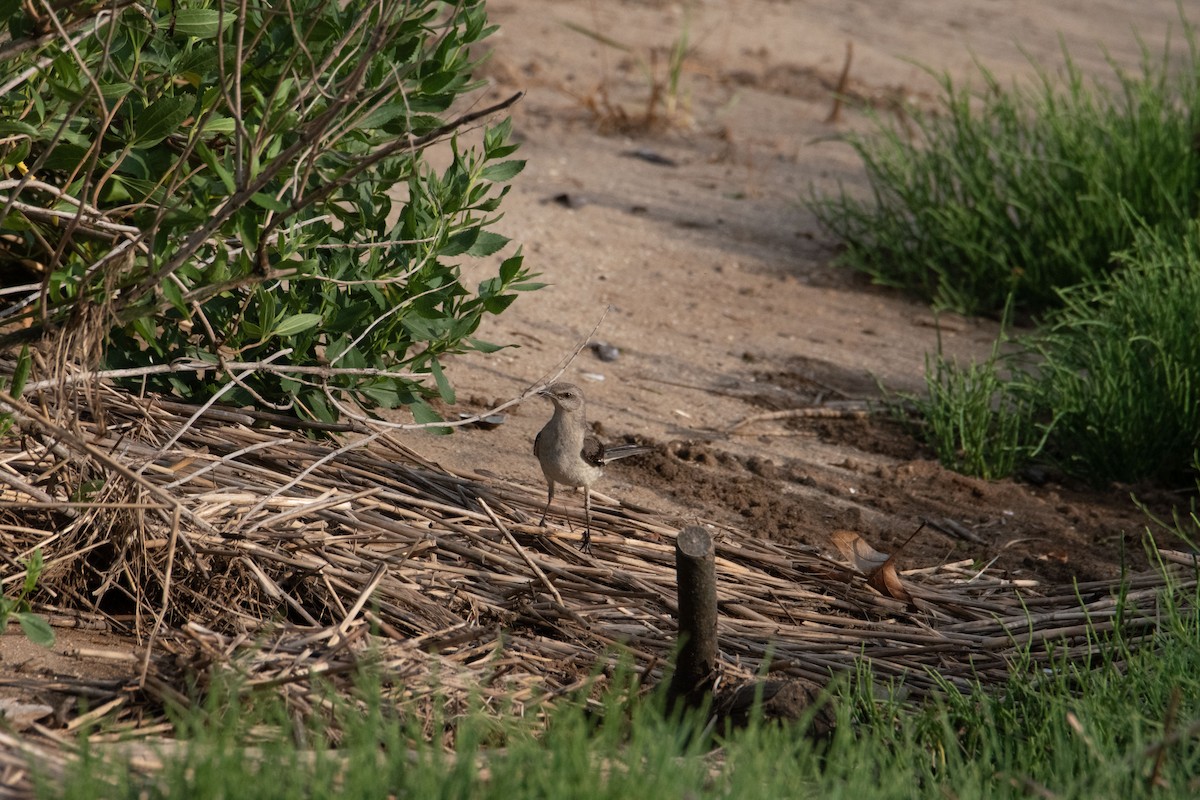 Northern Mockingbird - ML638739040