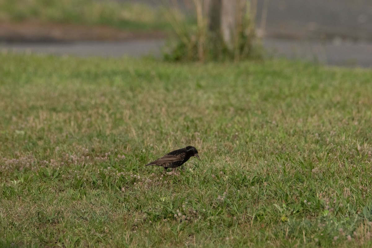 European Starling - ML638739041