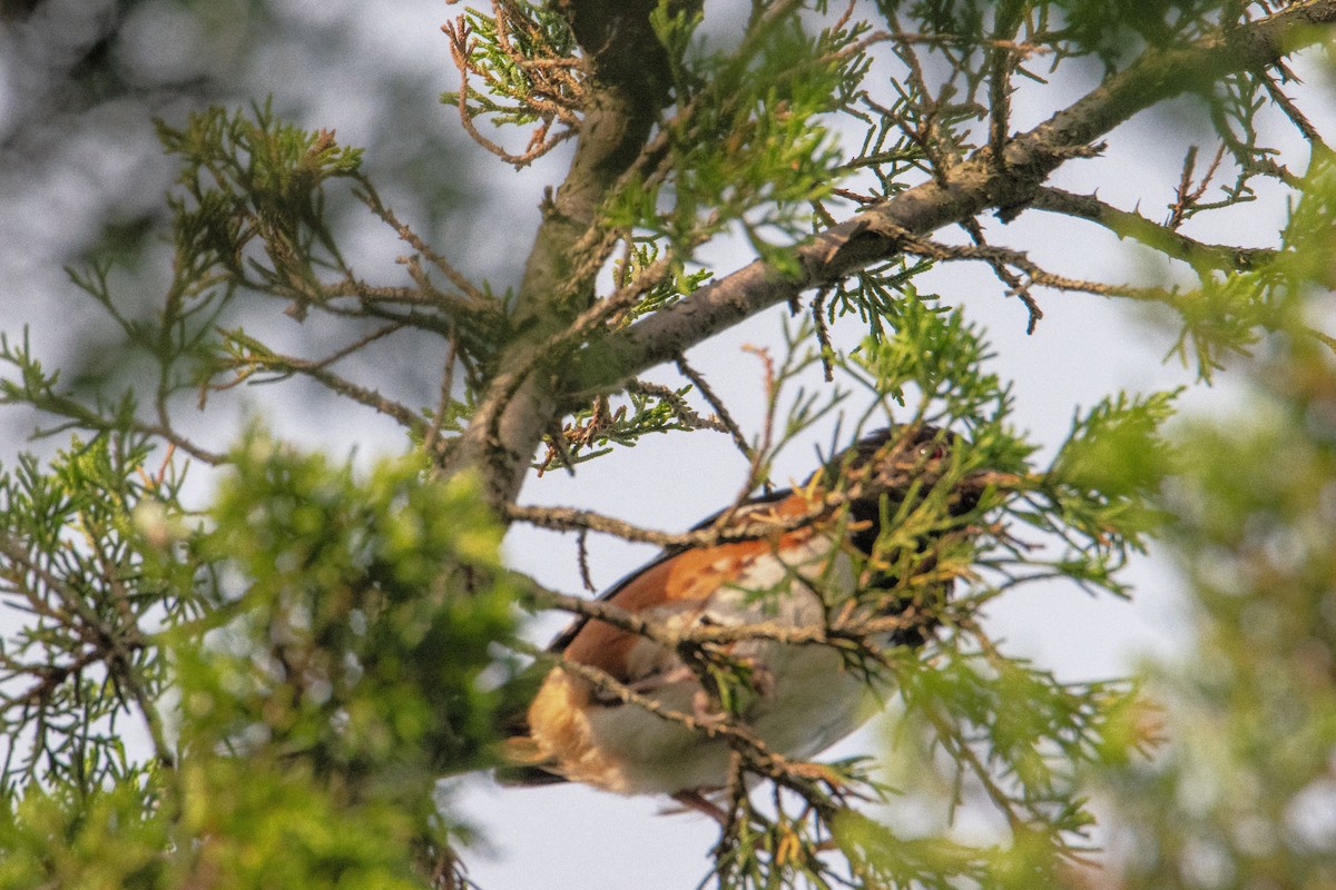 Eastern Towhee - ML638739049