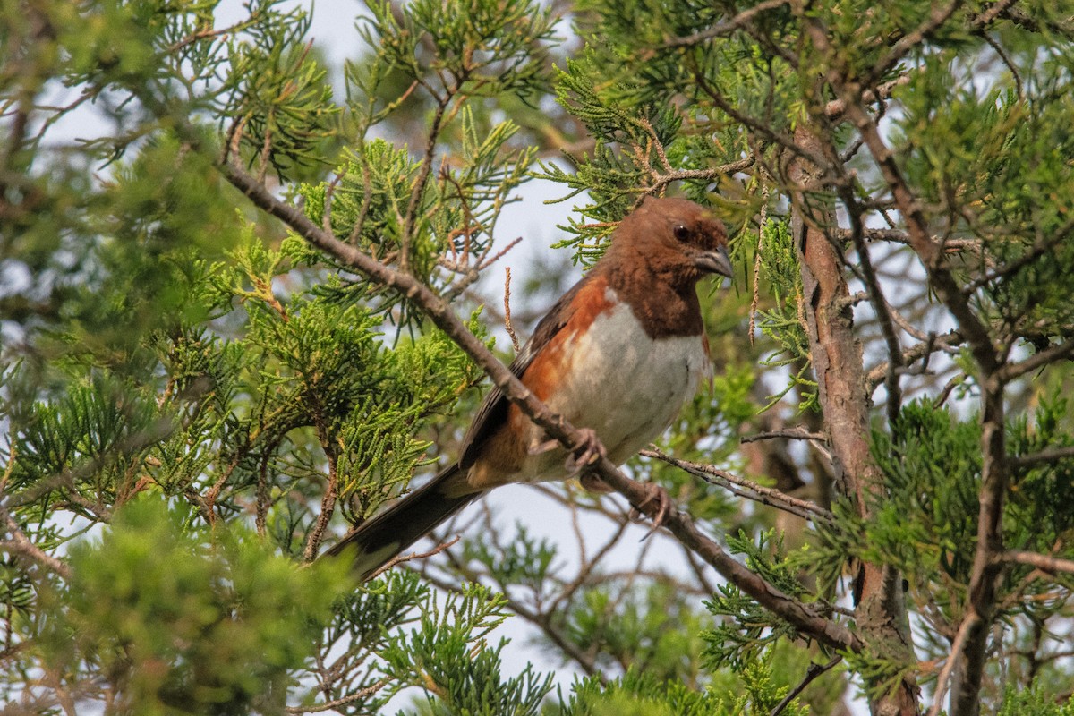 Eastern Towhee - ML638739050