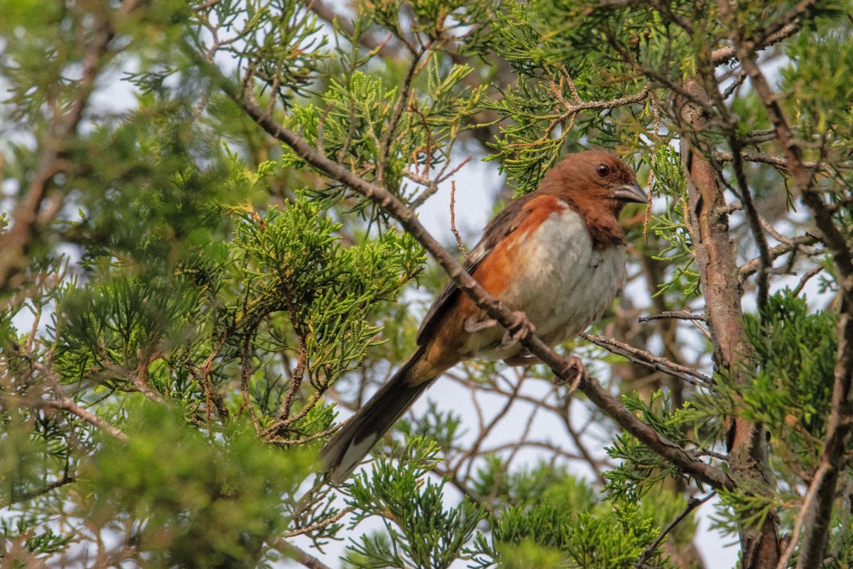 Eastern Towhee - ML638739064