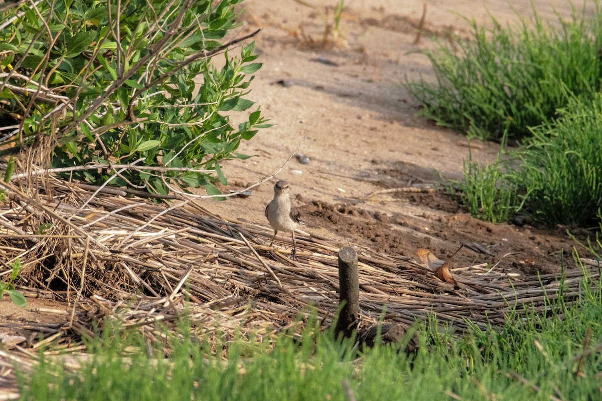 Northern Mockingbird - ML638739086