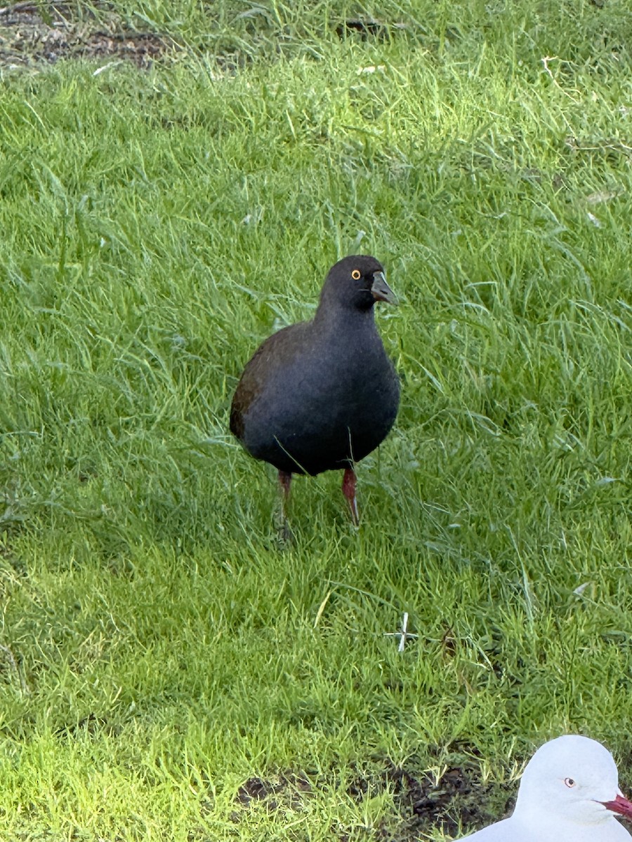 Black-tailed Nativehen - ML638739114