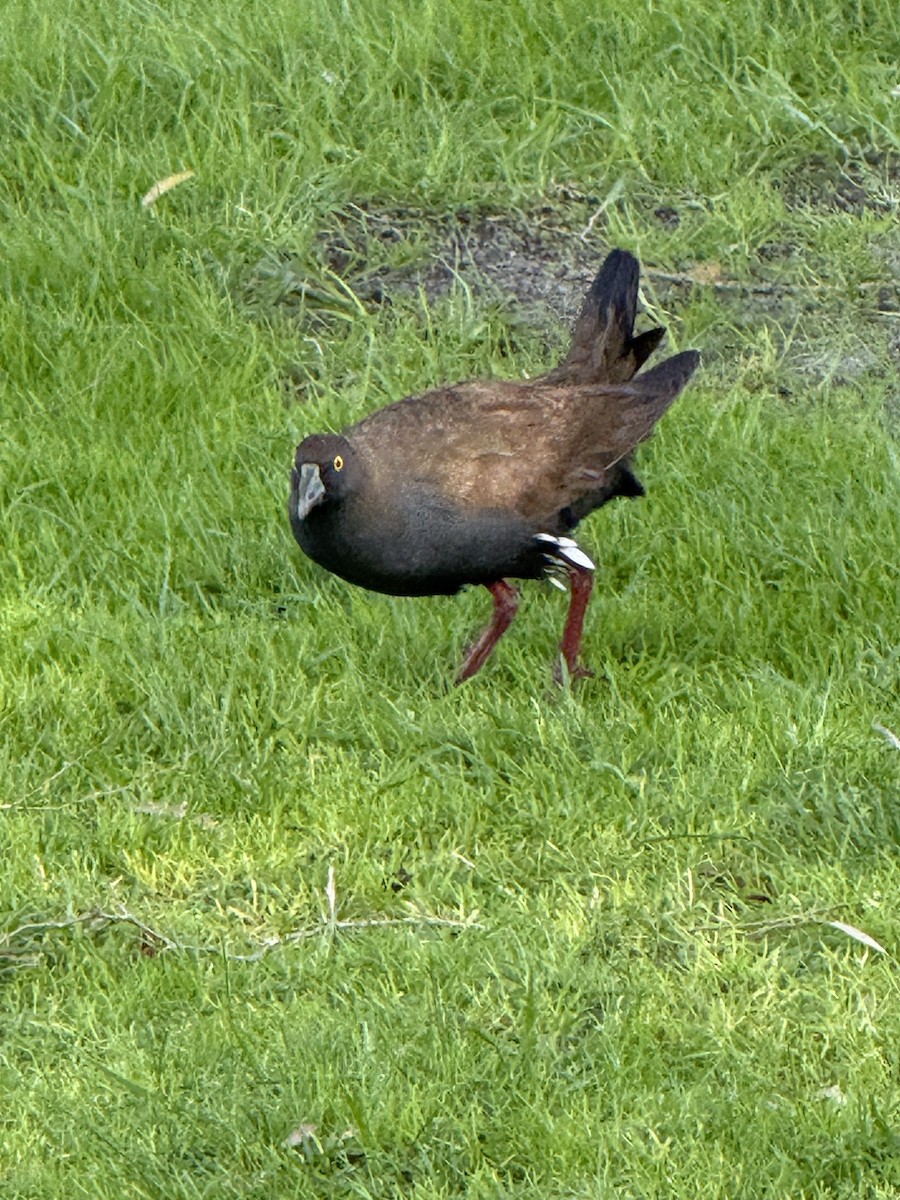 Black-tailed Nativehen - ML638739115