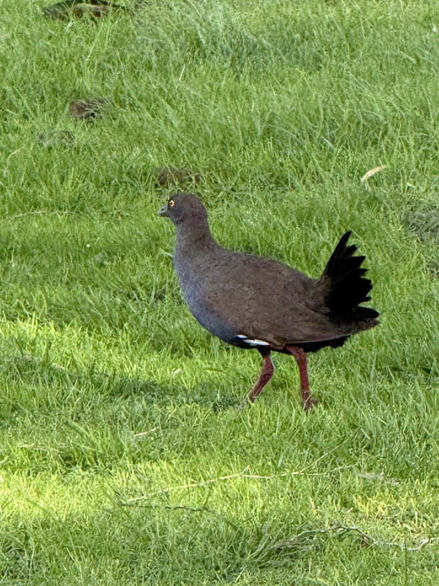 Black-tailed Nativehen - ML638739116