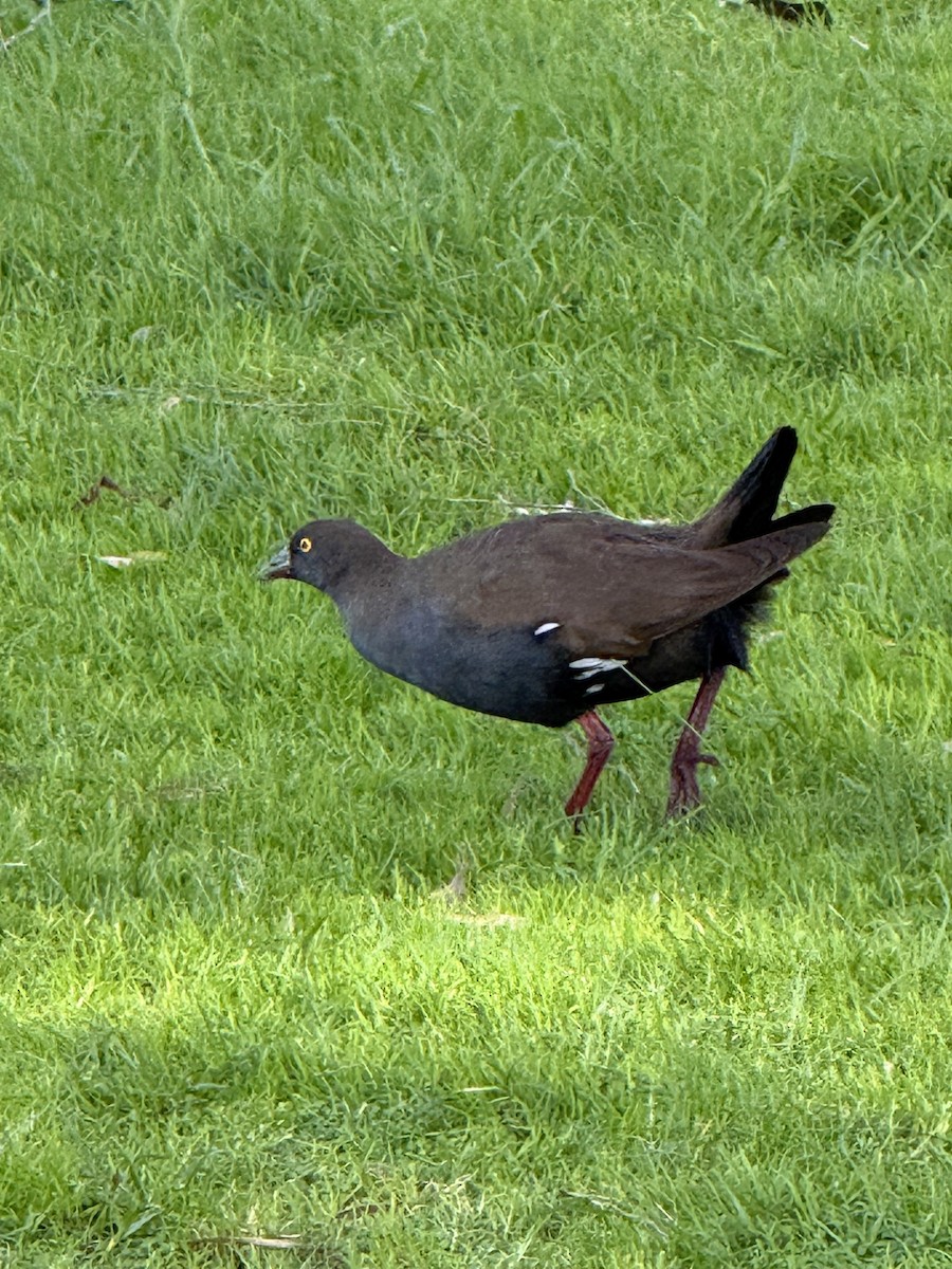 Black-tailed Nativehen - ML638739117