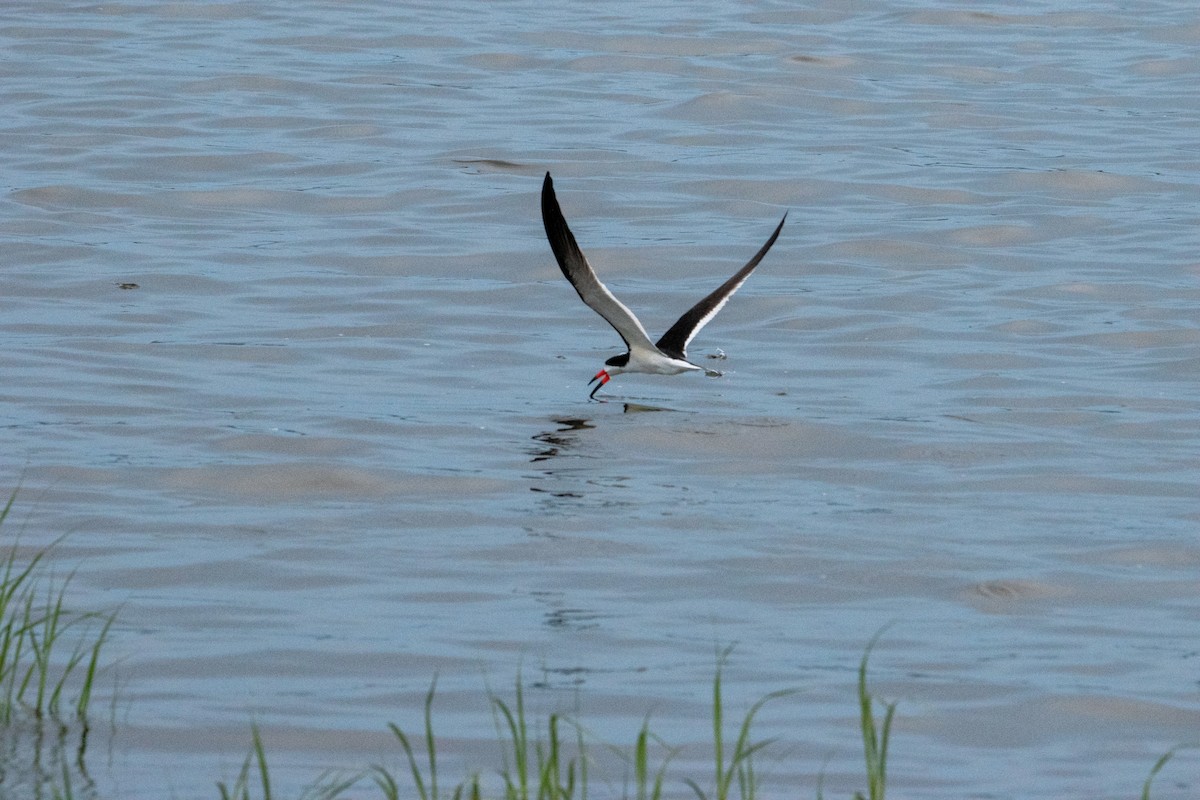 Black Skimmer - ML638739122