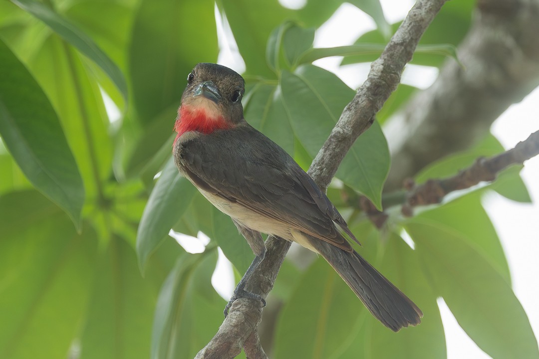 Rose-throated Becard - ML638739123