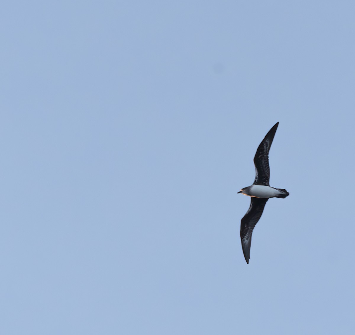 Herald Petrel - ML638739124