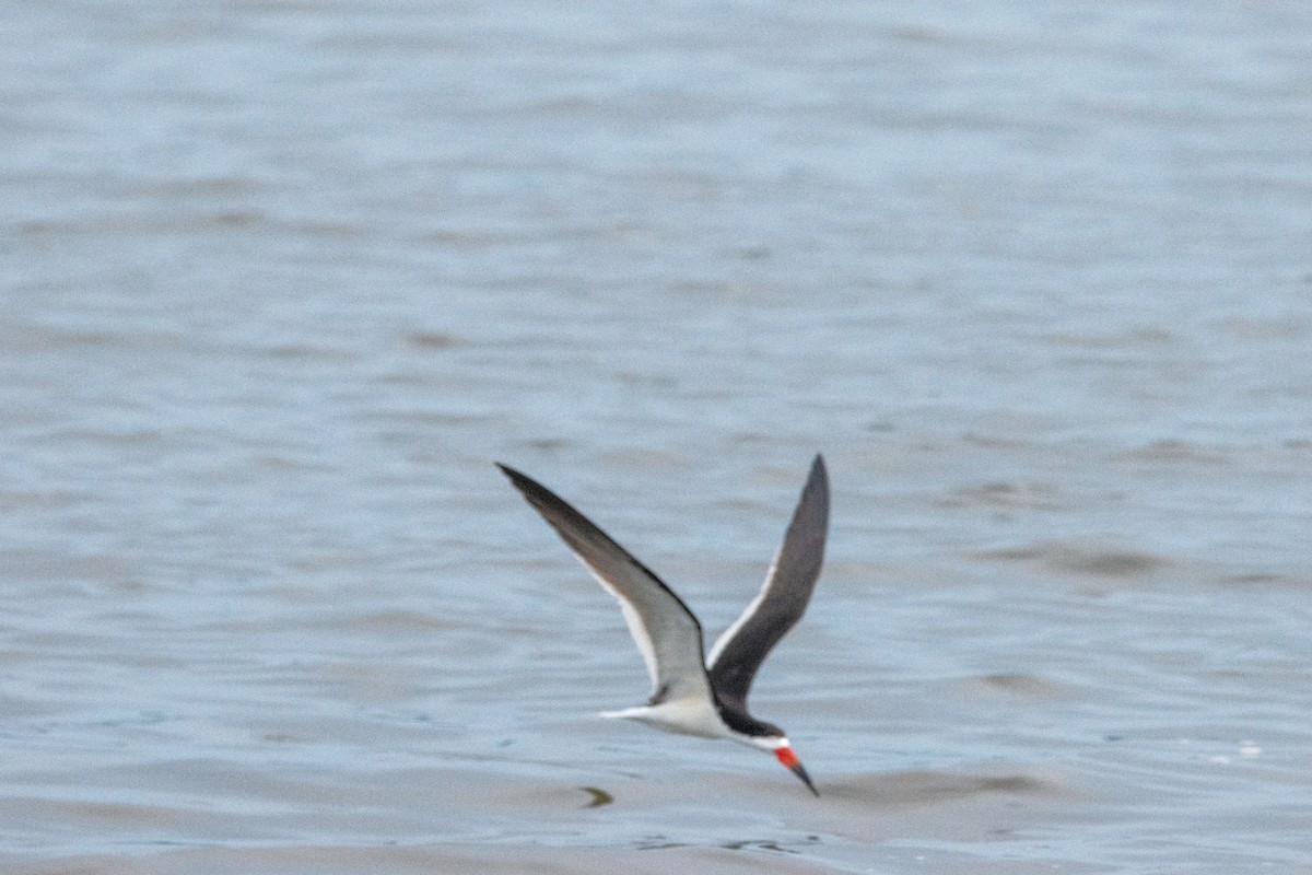 Black Skimmer - ML638739125