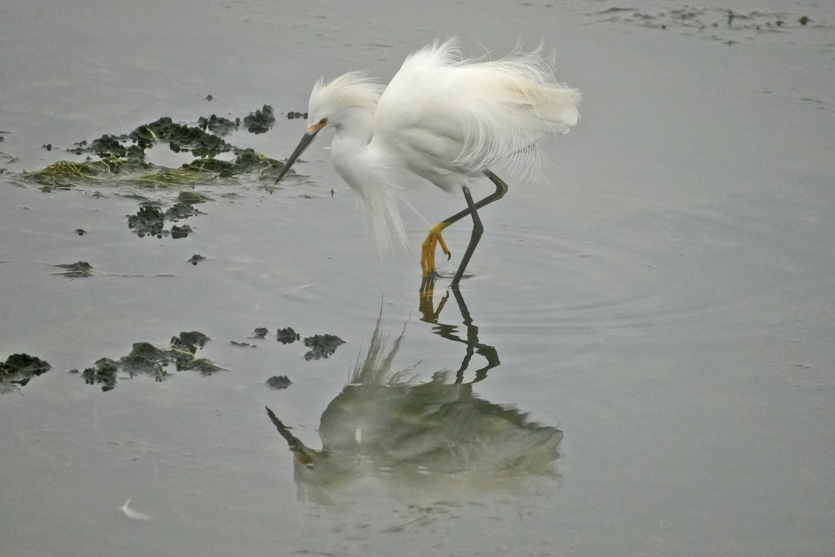 Snowy Egret - ML638739159