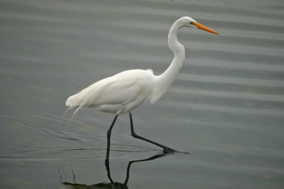 Great Egret - ML638739163