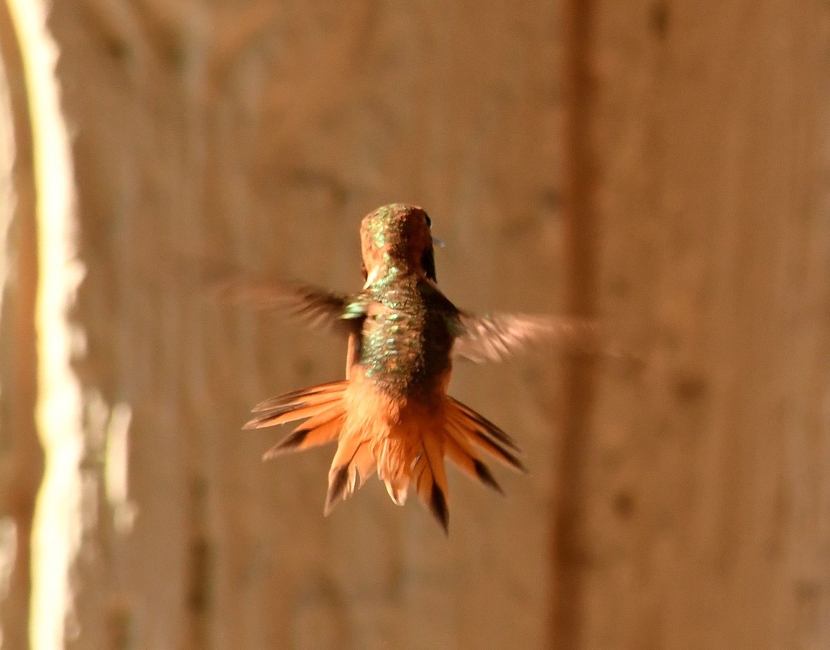 kalypta Allenova - ML638739175