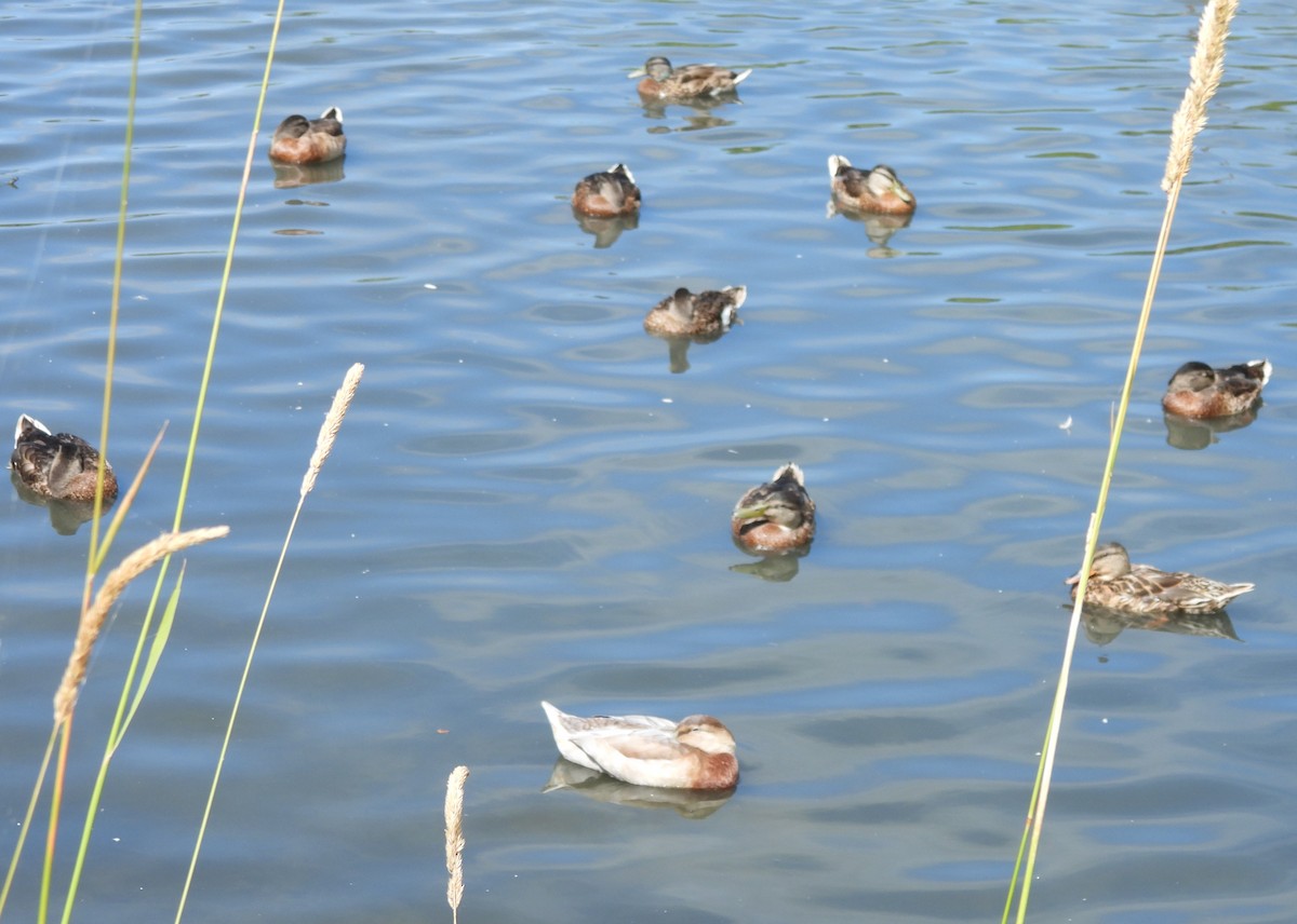 Stockente - ML638739181