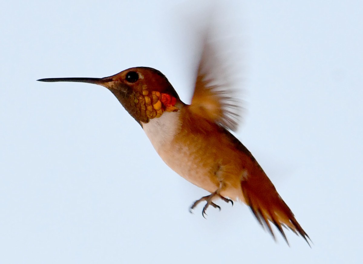 kalypta Allenova - ML638739189