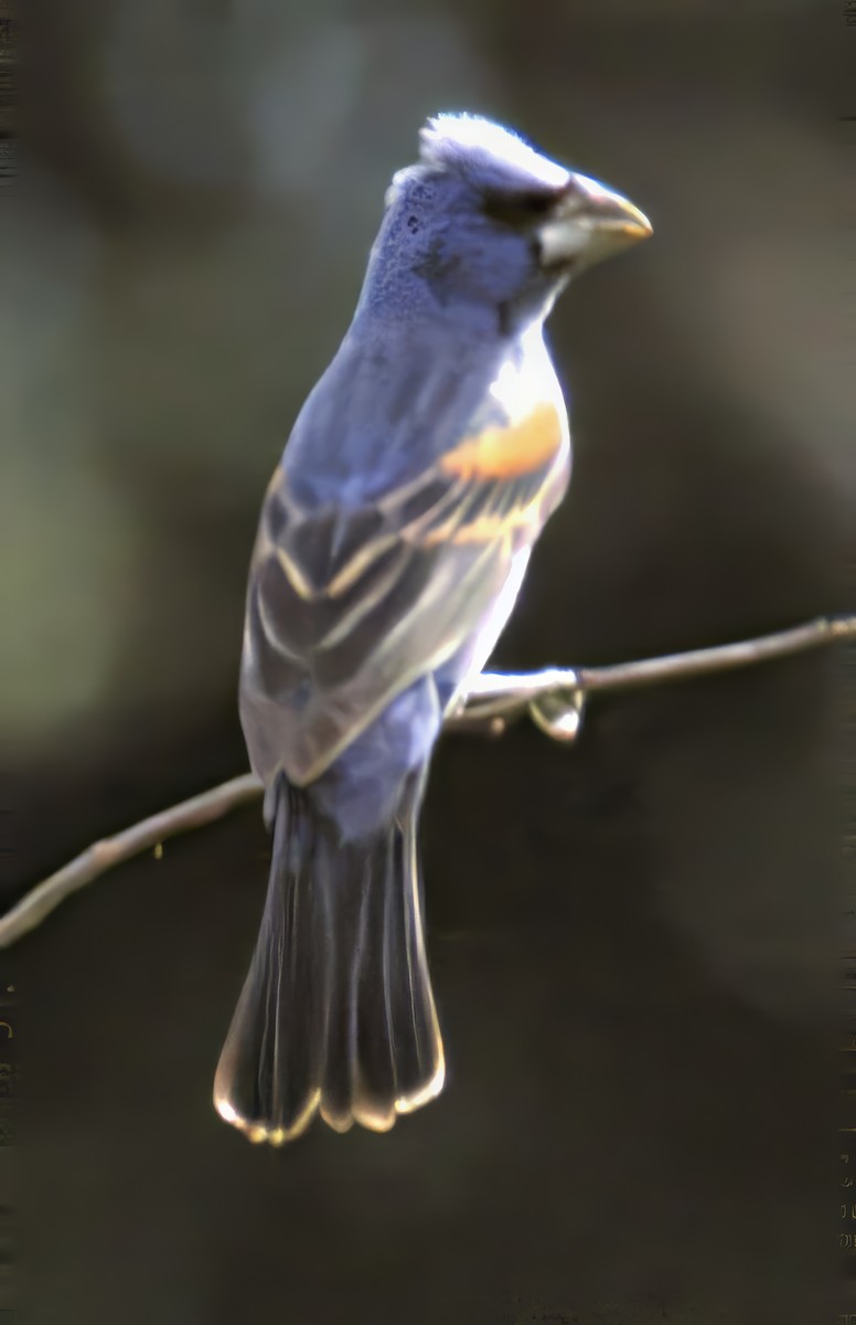 papežík modrý - ML638739198