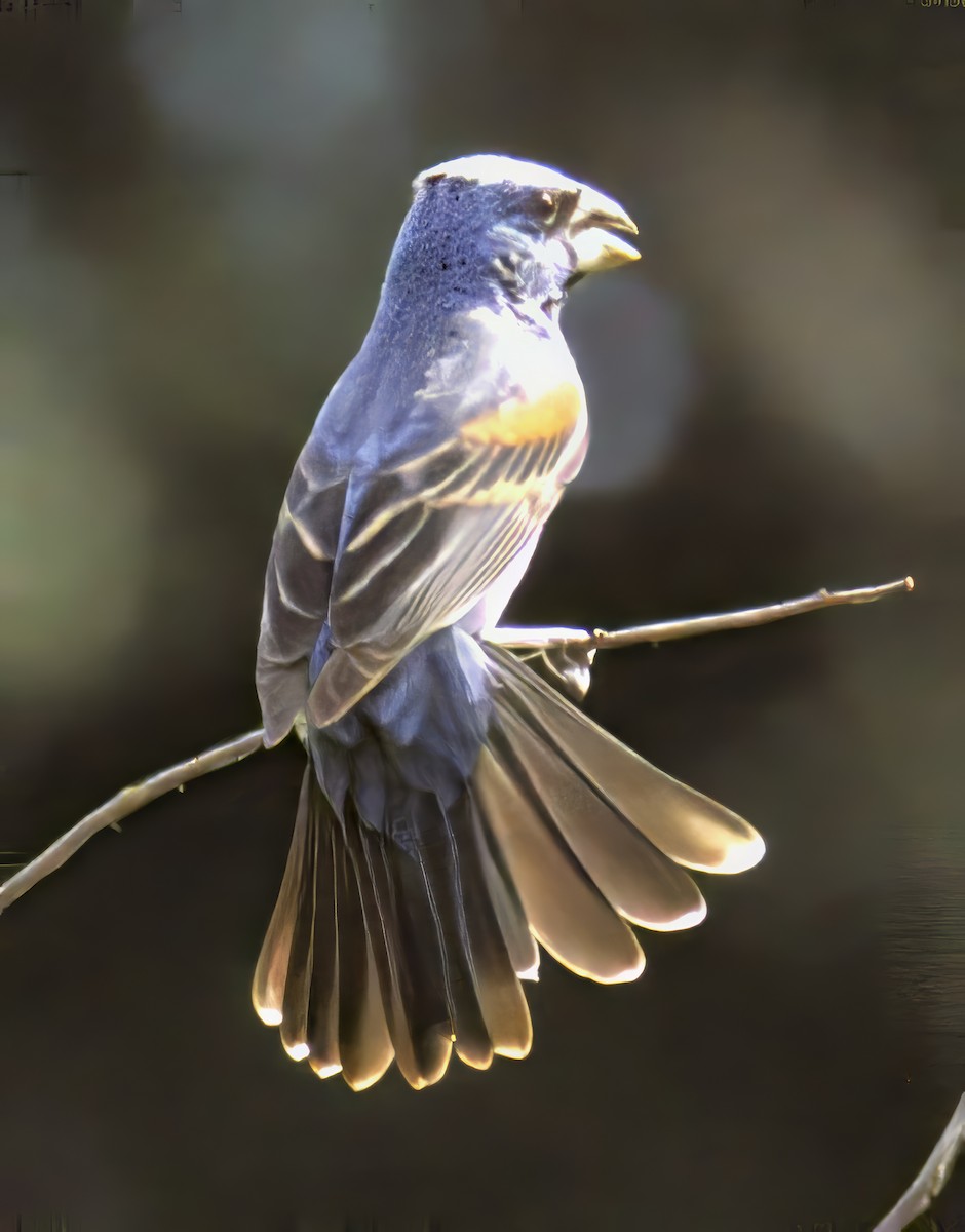 papežík modrý - ML638739202