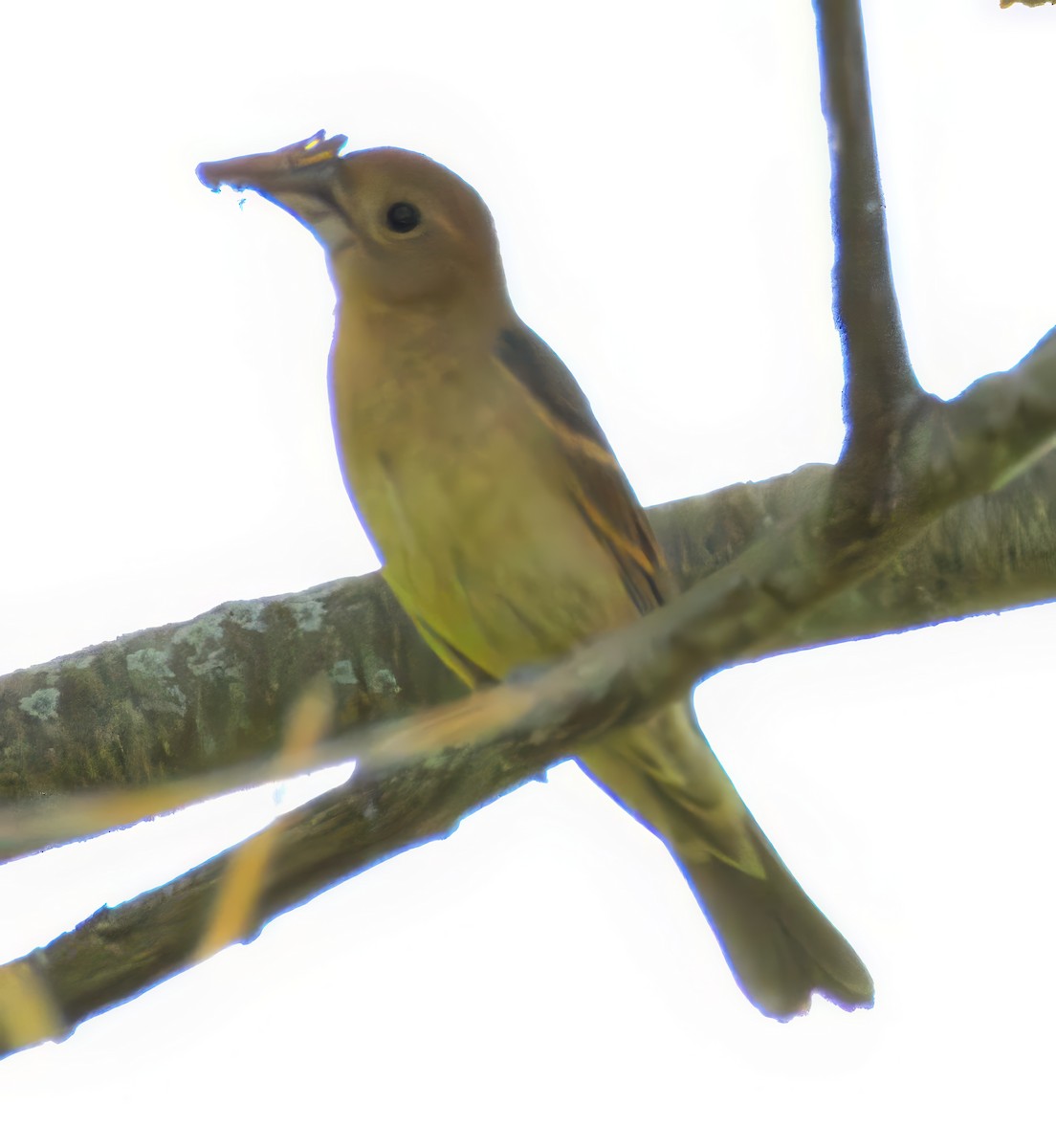 papežík modrý - ML638739203