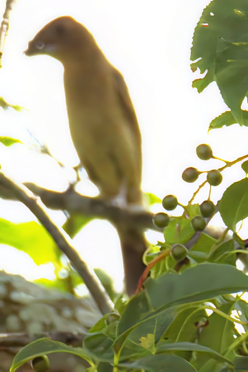 papežík modrý - ML638739204