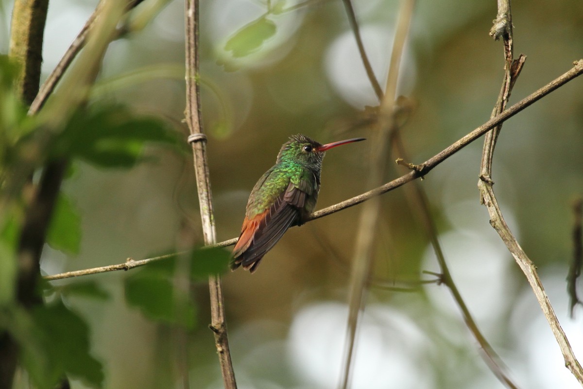 Rufous-tailed Hummingbird - ML638739230