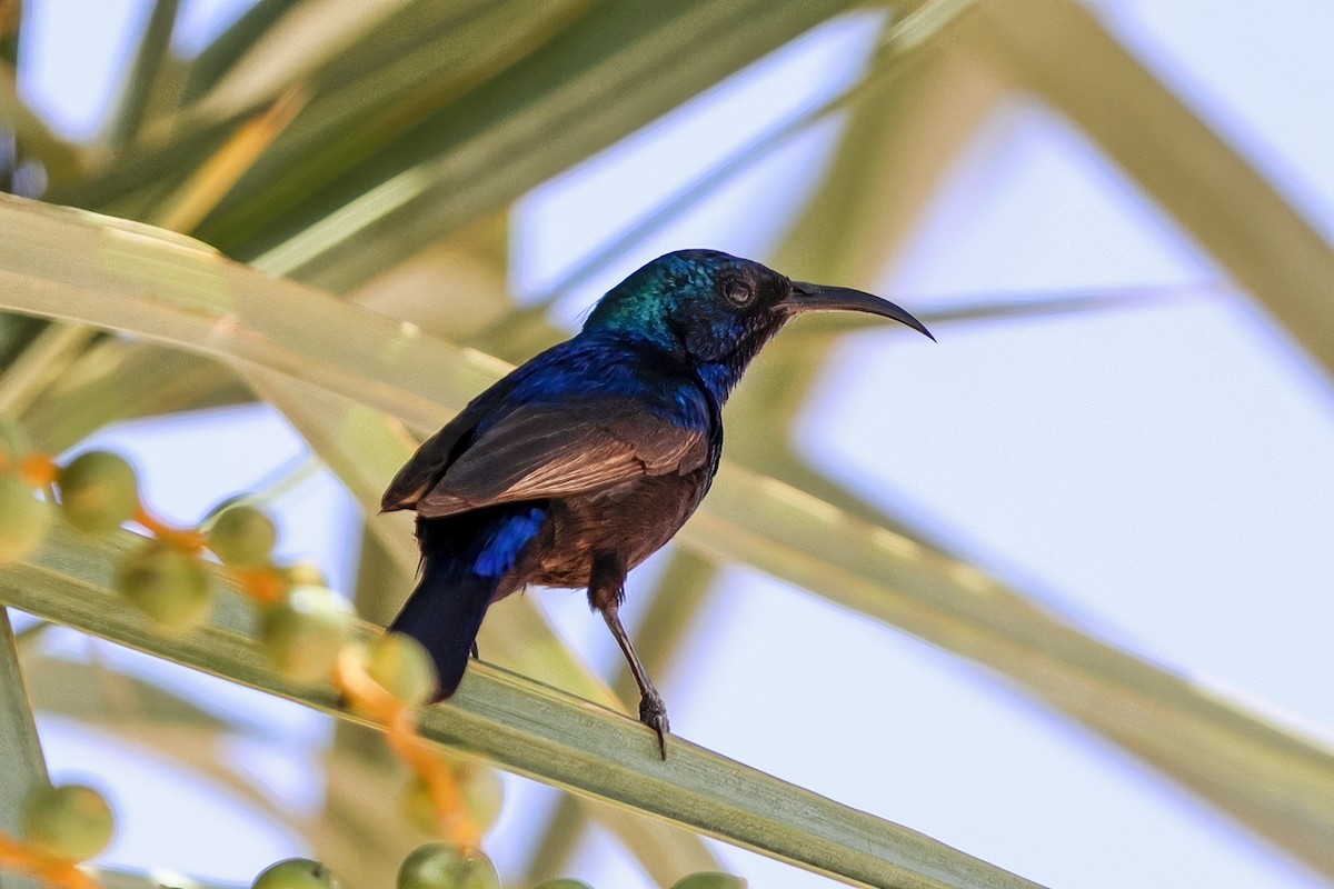 Palestine Sunbird - ML638739255