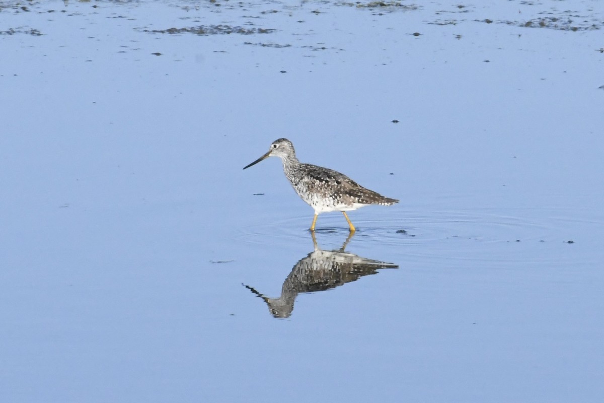 Greater Yellowlegs - ML638739268