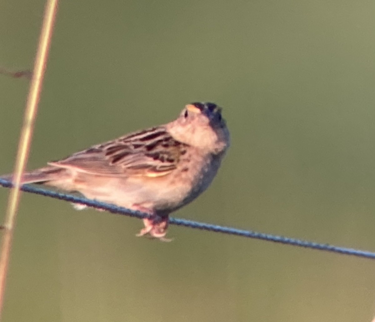 Grasshopper Sparrow - ML638739269