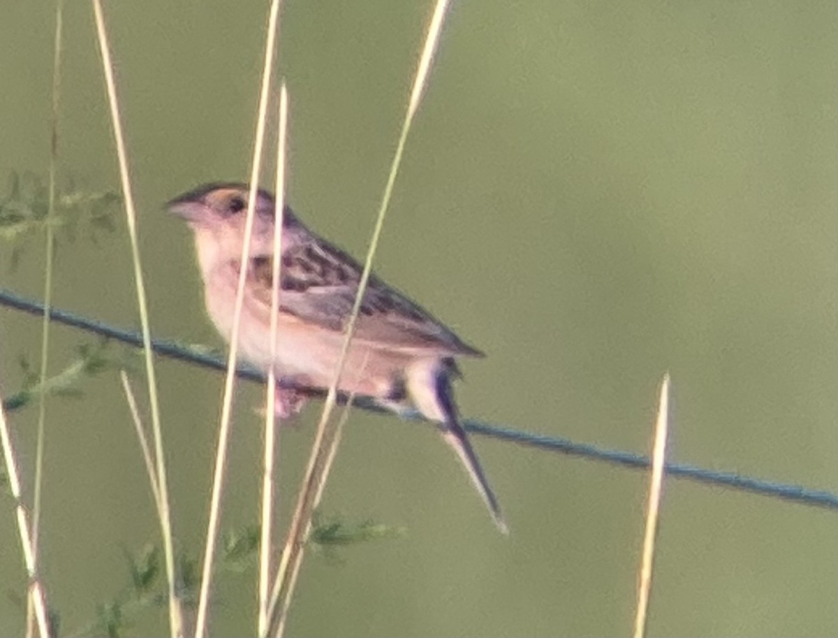 Grasshopper Sparrow - ML638739270