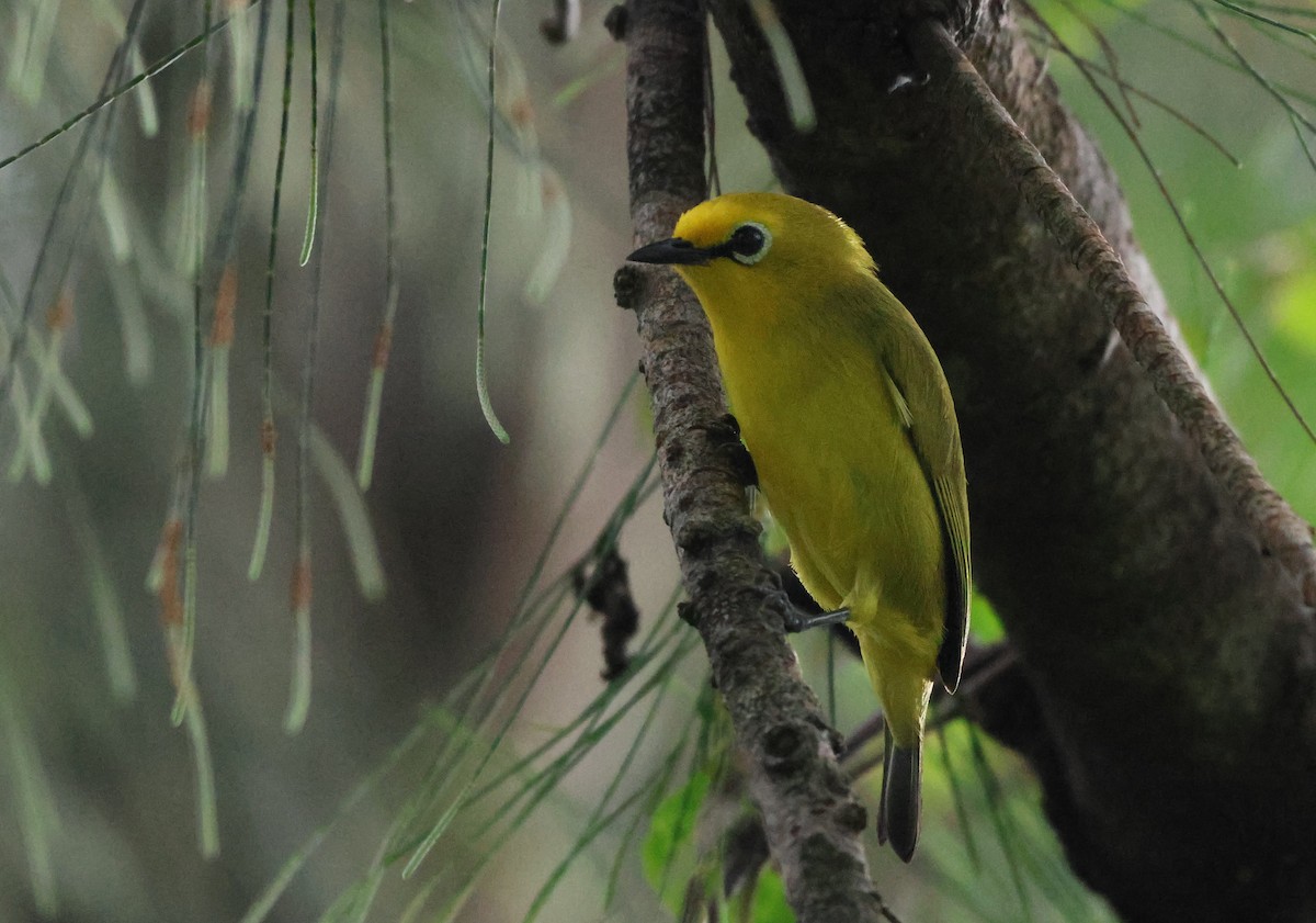 Pemba White-eye - ML638739294